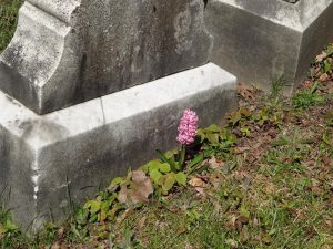 Hyazinthe, Blume für Bestattung, Blume für Beerdigung