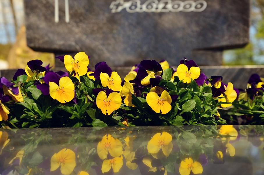 Hyazinthe, Blume für Bestattung, Blume für Beerdigung