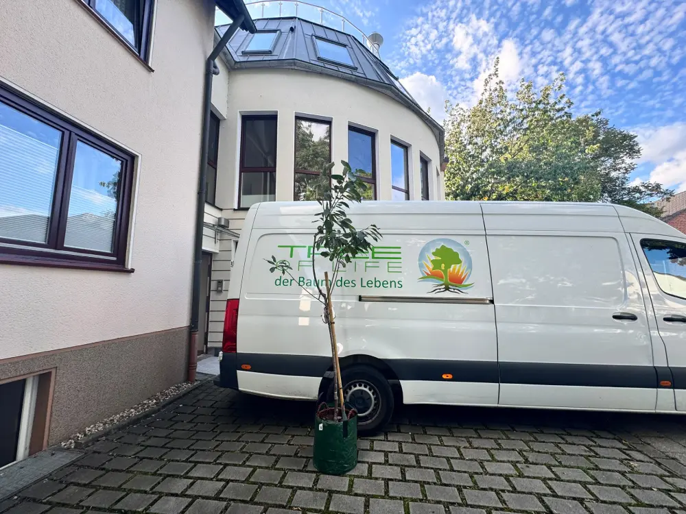 Lebensbaum Bestattung in Bochum anfragen